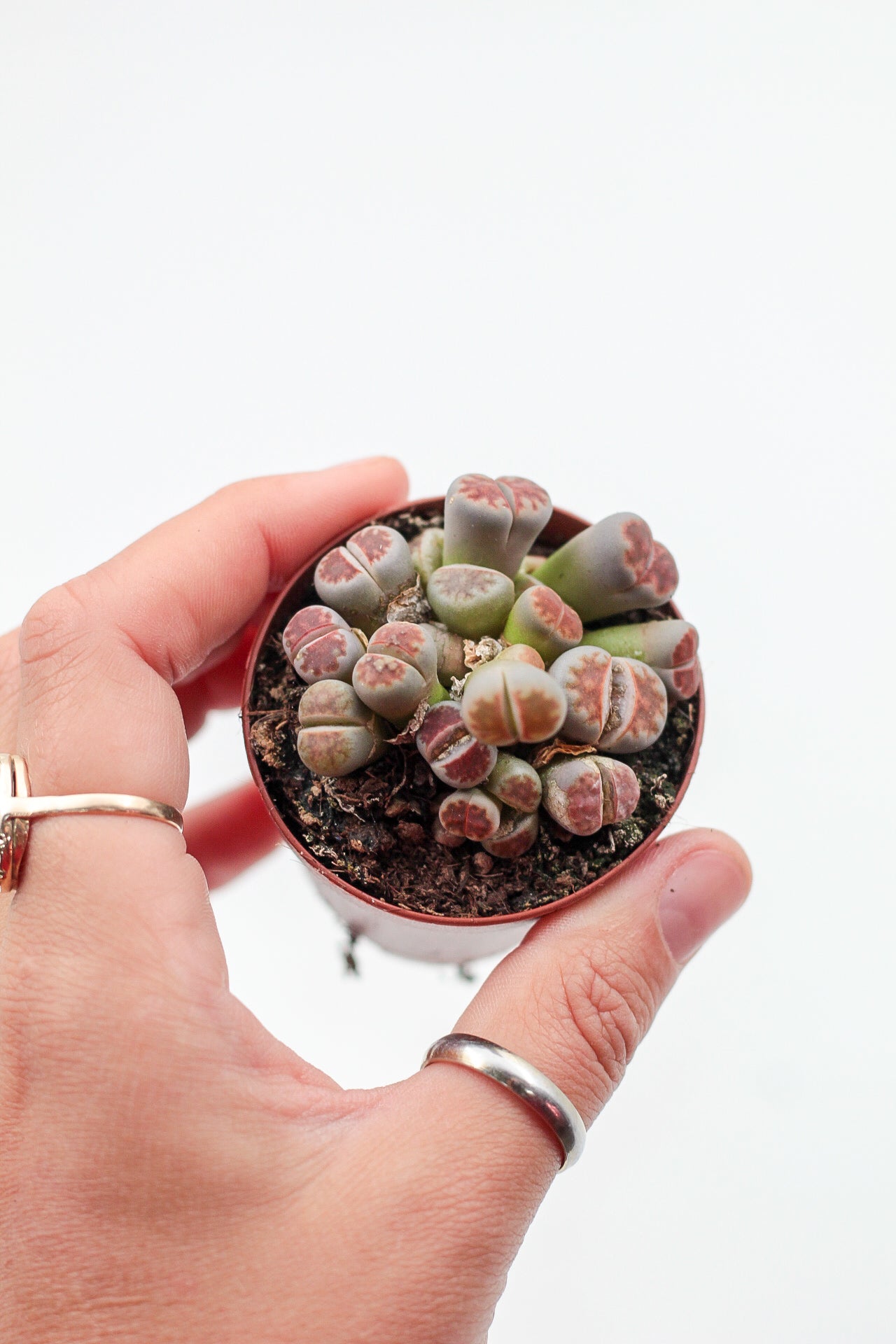 Lithops karasmontana Lateritia "red tops"