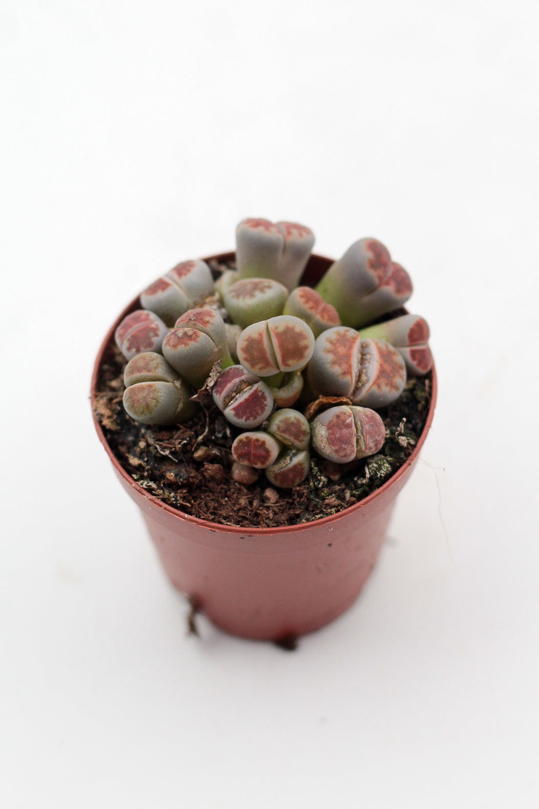 Lithops karasmontana Lateritia "red tops"