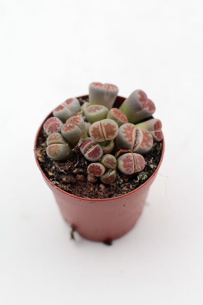 Lithops karasmontana Lateritia "red tops"
