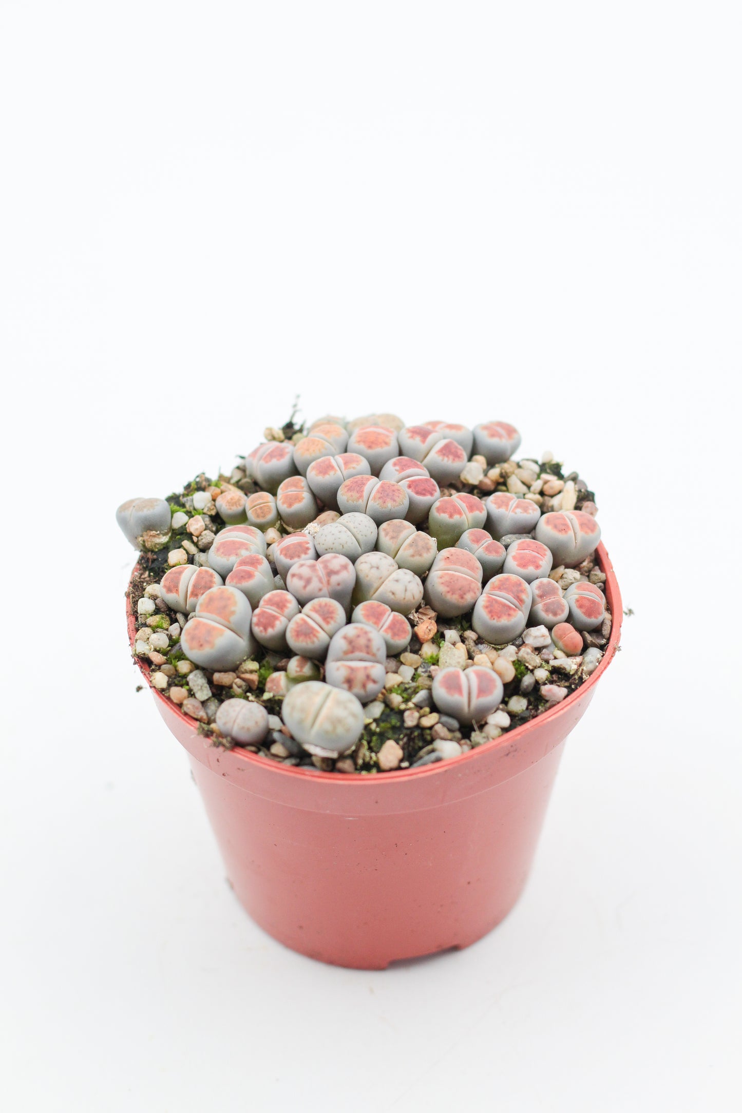 Lithops karasmontana Lateritia " red tops "
