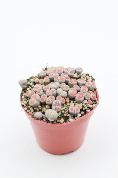 Lithops karasmontana Lateritia " red tops "