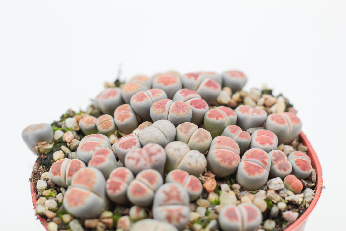 Lithops karasmontana Lateritia " red tops "
