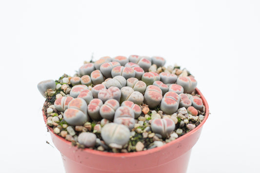 Lithops karasmontana Lateritia " red tops "