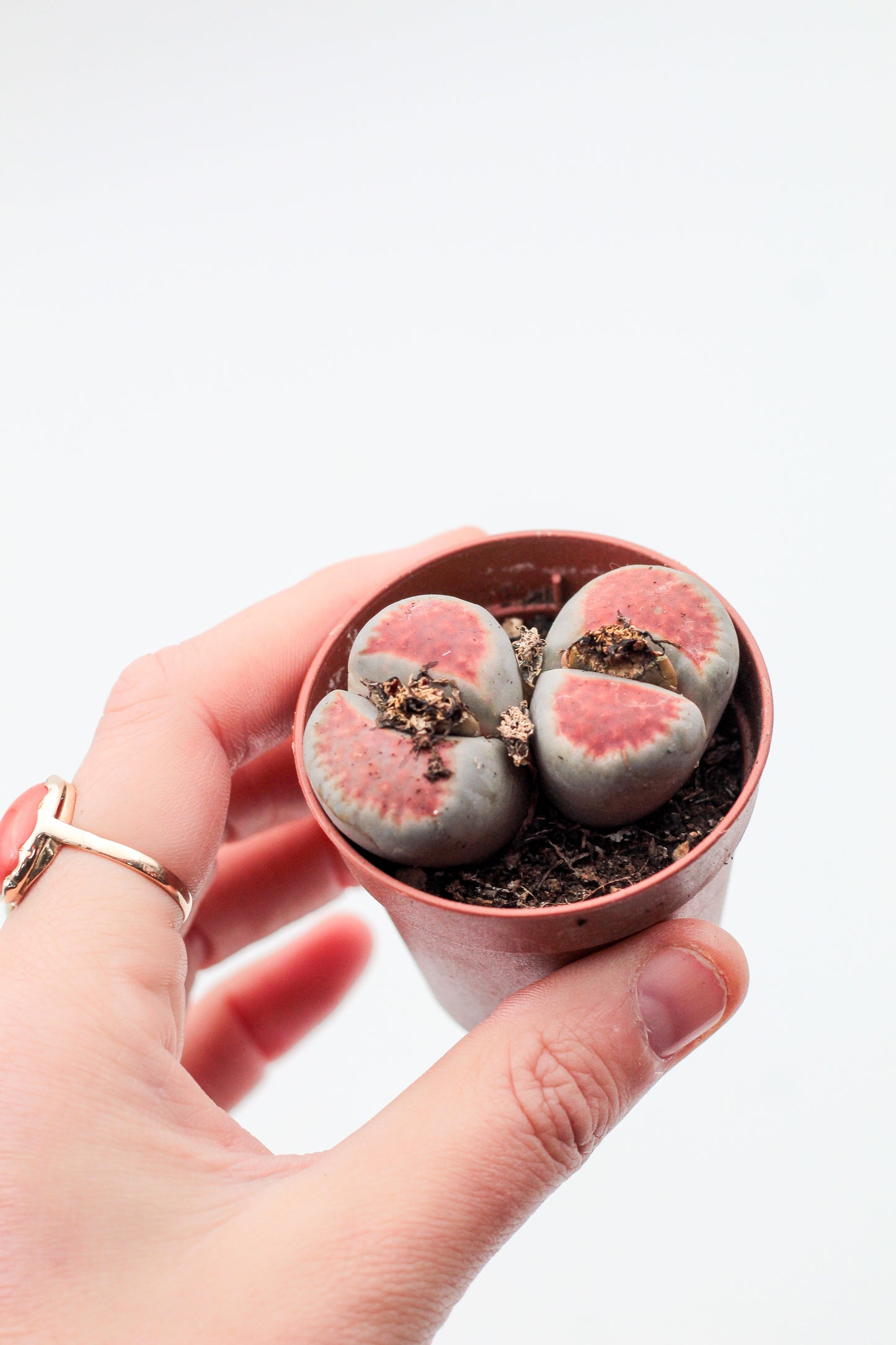 Lithops karasmontana 'red tops' (grote stenen)