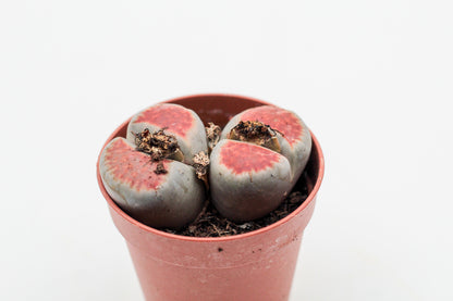 Lithops karasmontana 'red tops' (grote stenen)