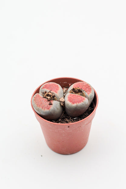 Lithops karasmontana 'red tops' (grote stenen)
