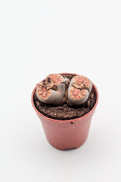Lithops karasmontana subs. bella C285