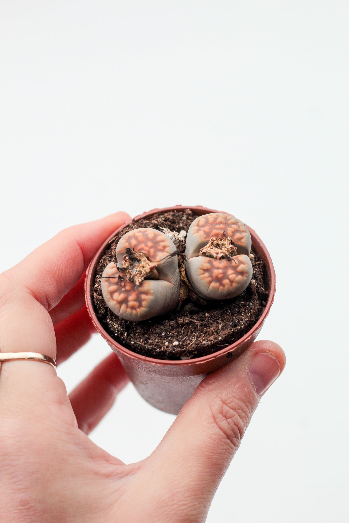 Lithops karasmontana subs. bella C285