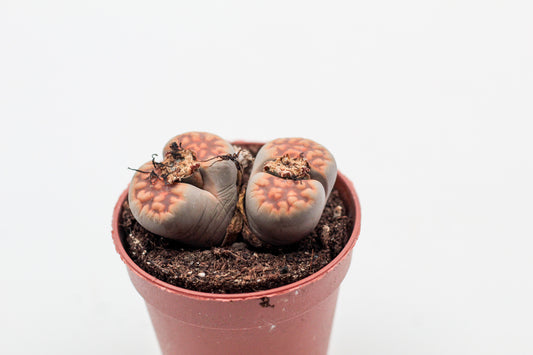 Lithops karasmontana subs. bella C285