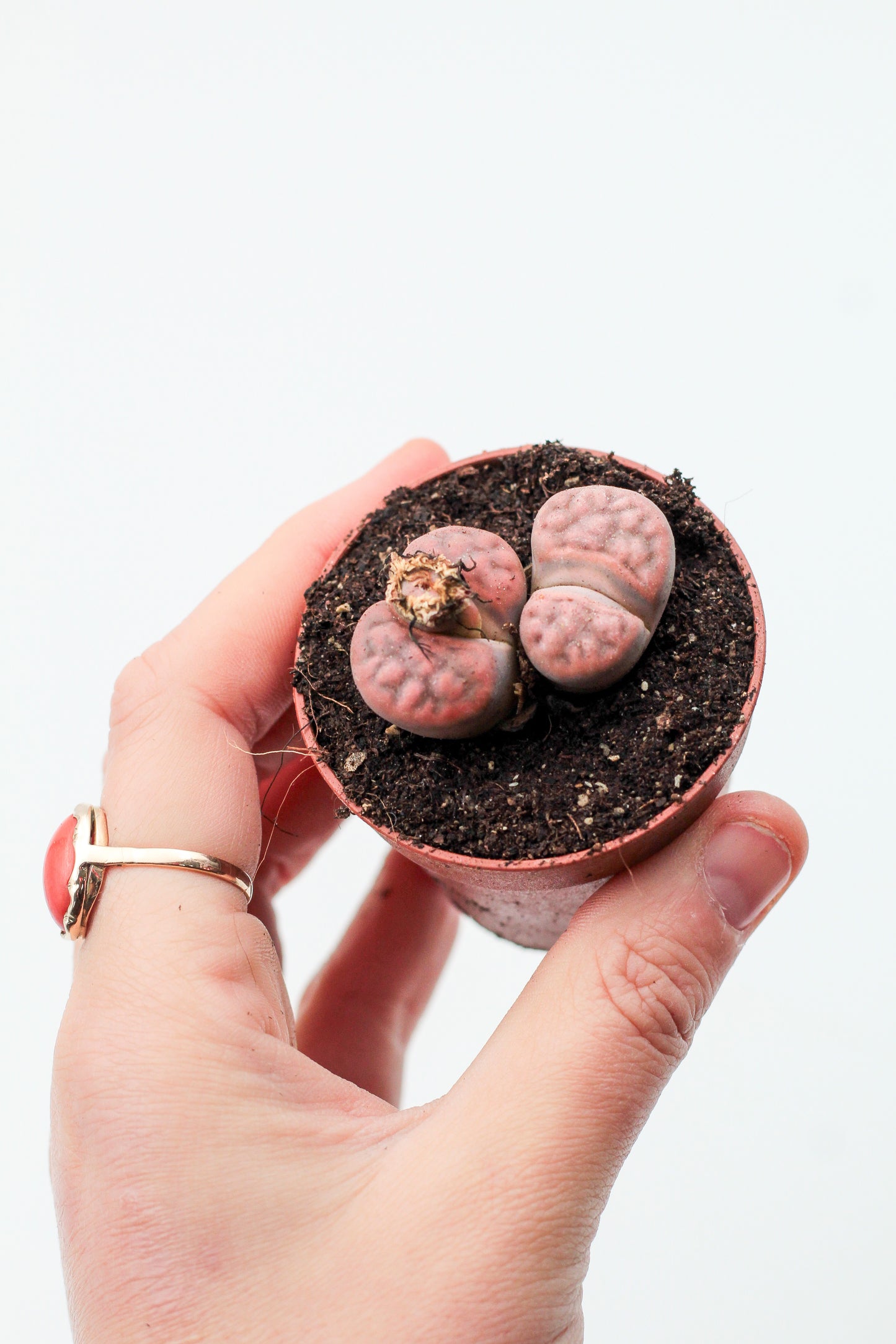 Lithops karasmontana var. tischeri C188