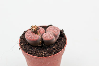 Lithops karasmontana var. tischeri C188