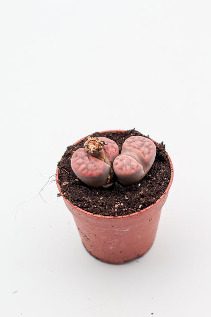 Lithops karasmontana var. tischeri C188
