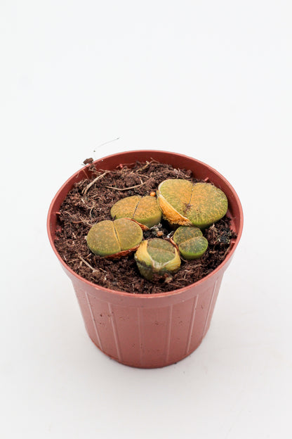 Lithops lesliei albinica