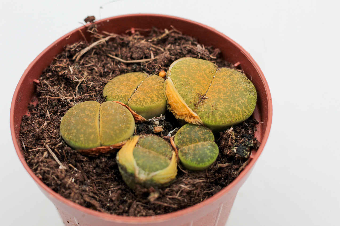Lithops lesliei albinica