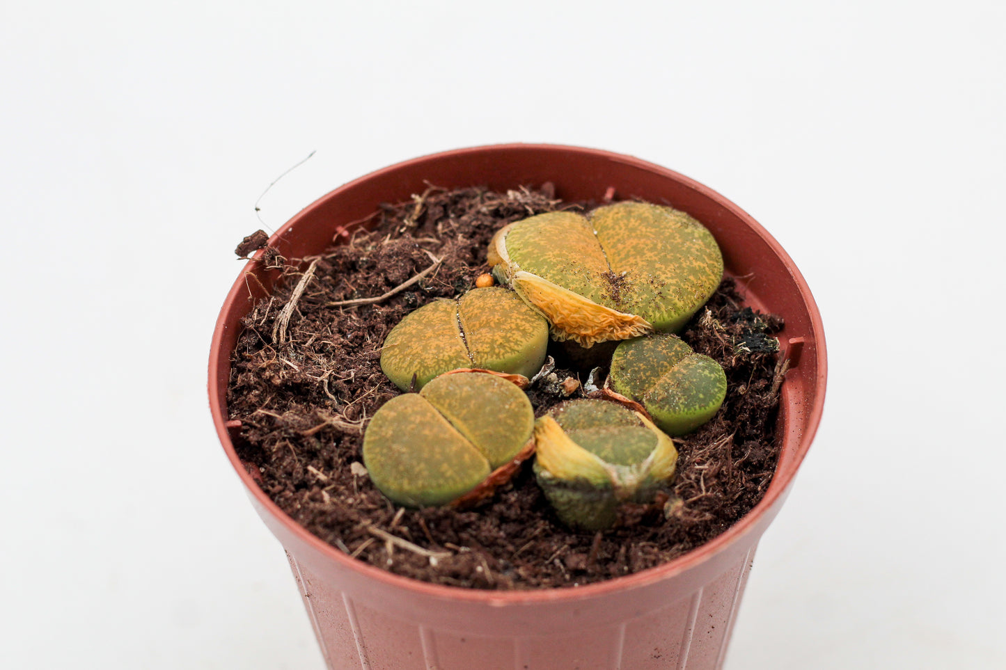 Lithops lesliei albinica