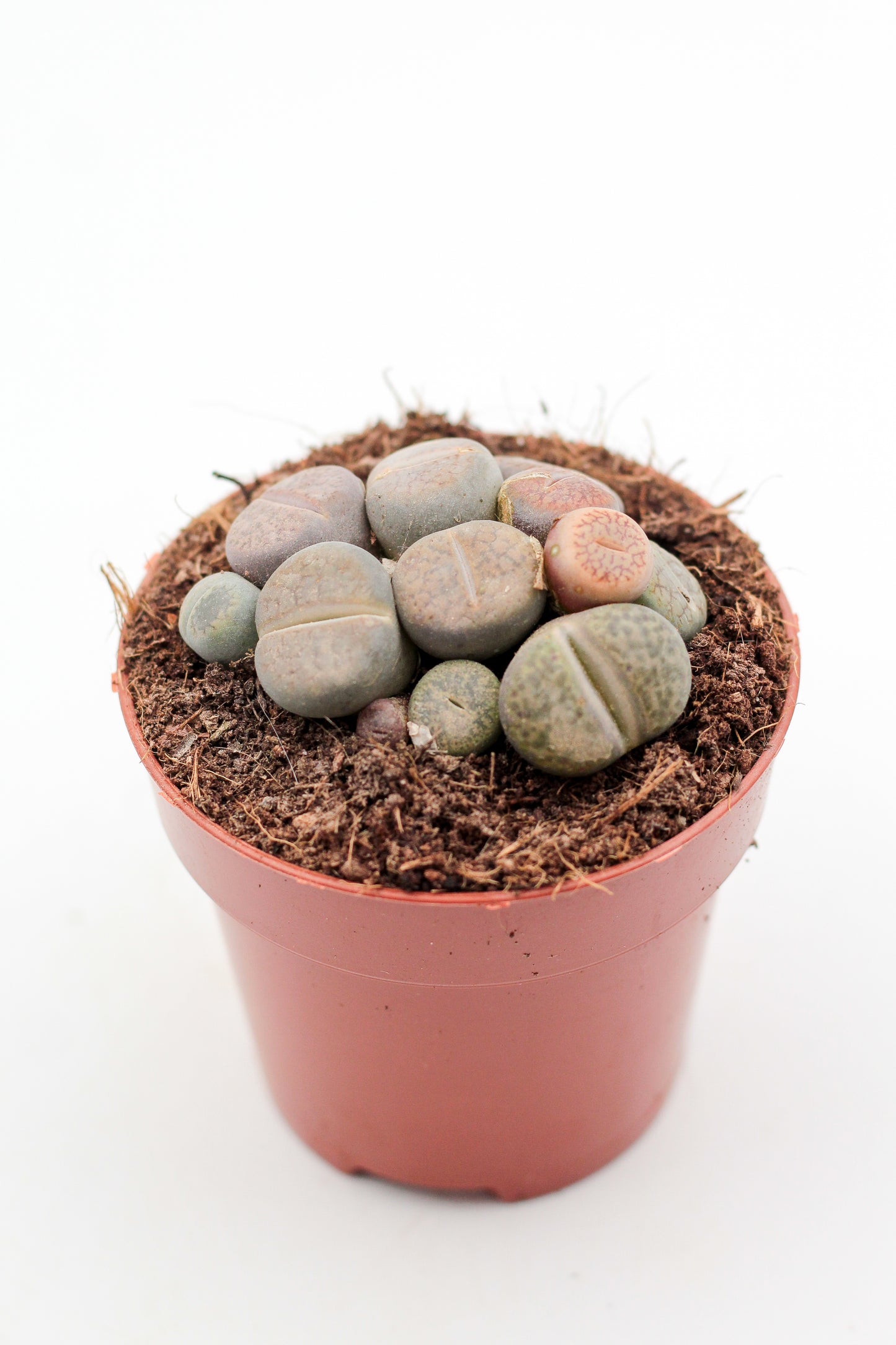 Lithops lesliei mix