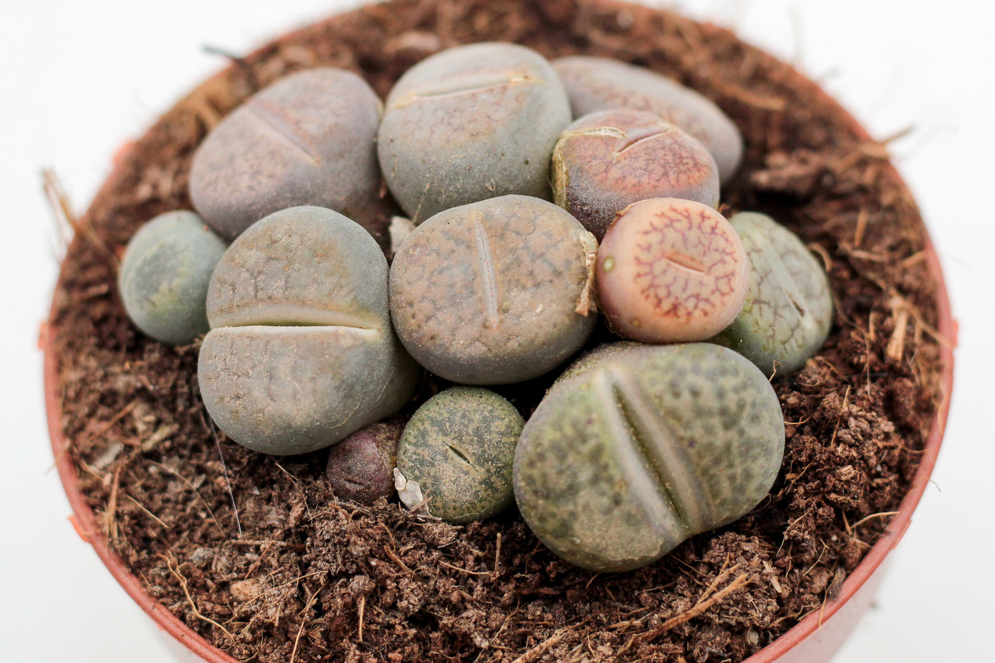 Lithops lesliei mix
