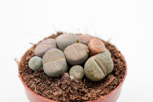 Lithops lesliei mix