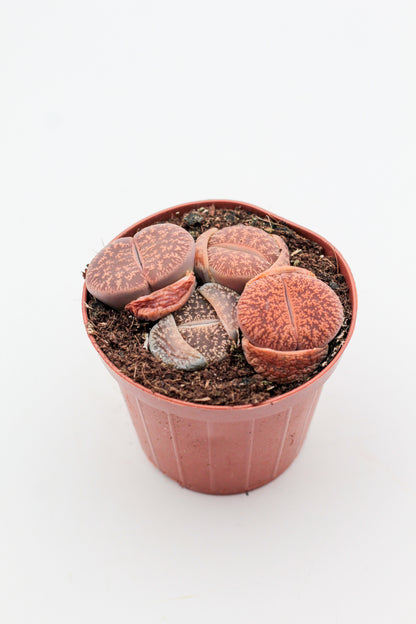 Lithops lesliei ssp. lesliei v. lesliei