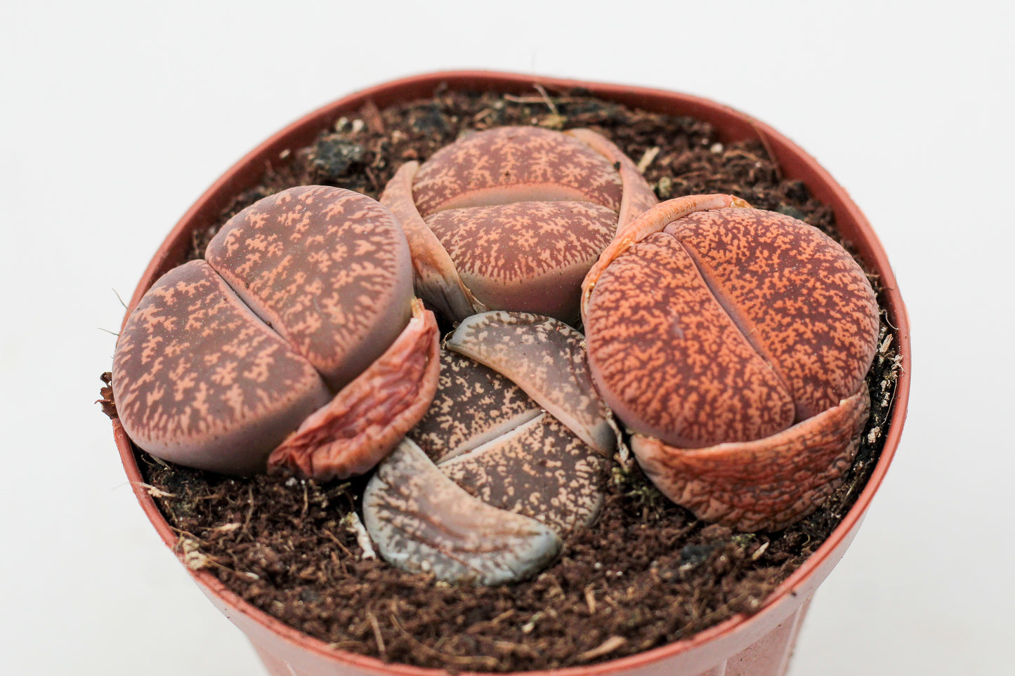 Lithops lesliei ssp. lesliei v. lesliei