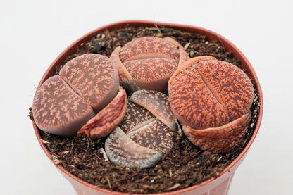 Lithops lesliei ssp. lesliei v. lesliei