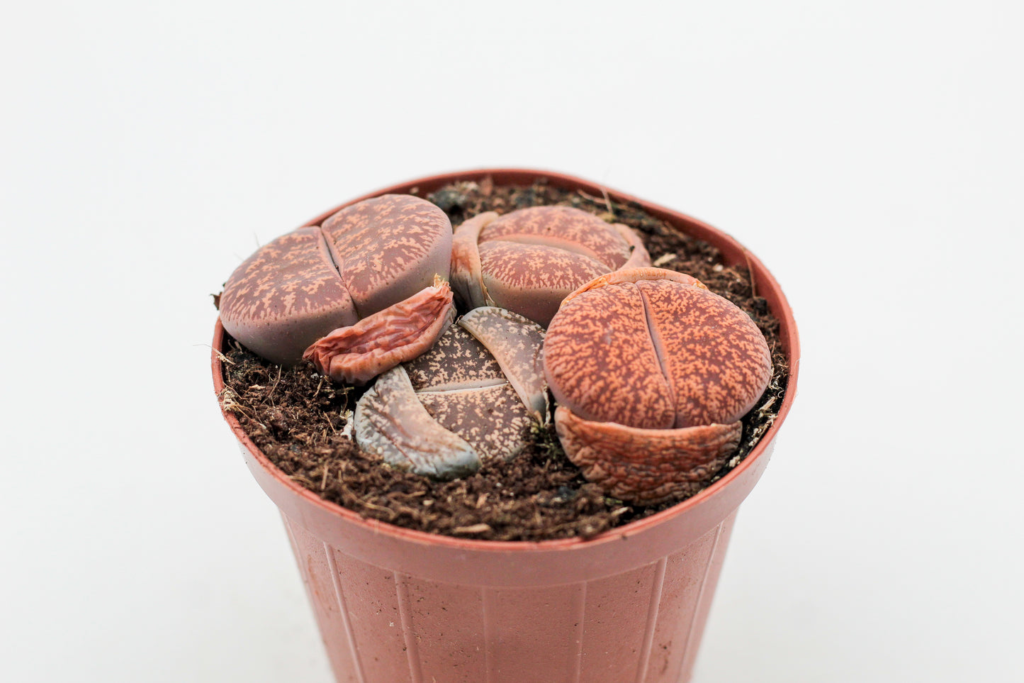 Lithops lesliei ssp. lesliei v. lesliei