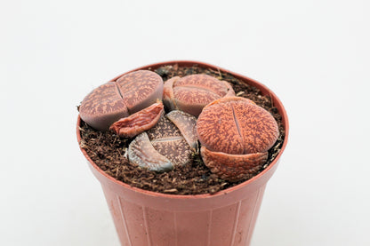 Lithops lesliei ssp. lesliei v. lesliei