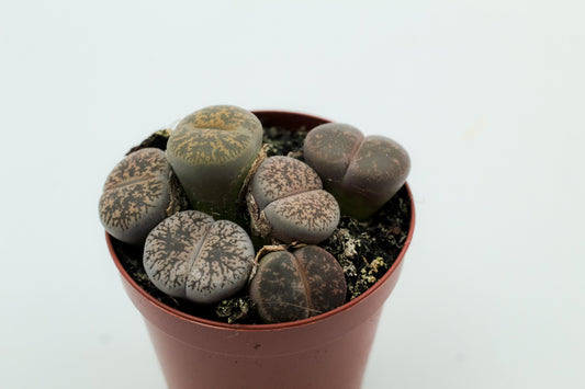 Lithops lesliei ssp. lesliei v. venteri