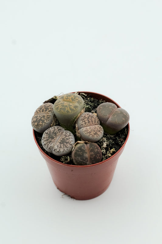 Lithops lesliei ssp. lesliei v. venteri