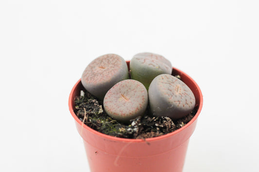 Lithops pseudotruncatella