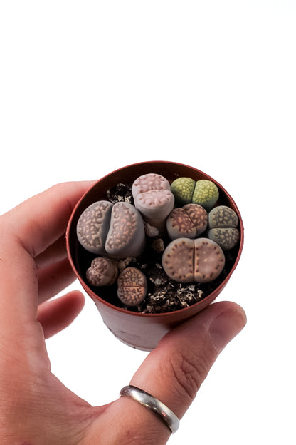 Lithops salicola