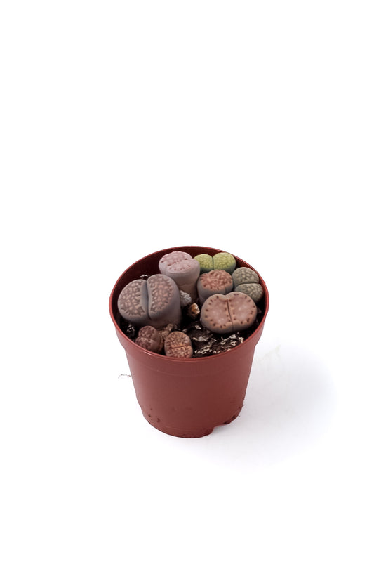 Lithops salicola