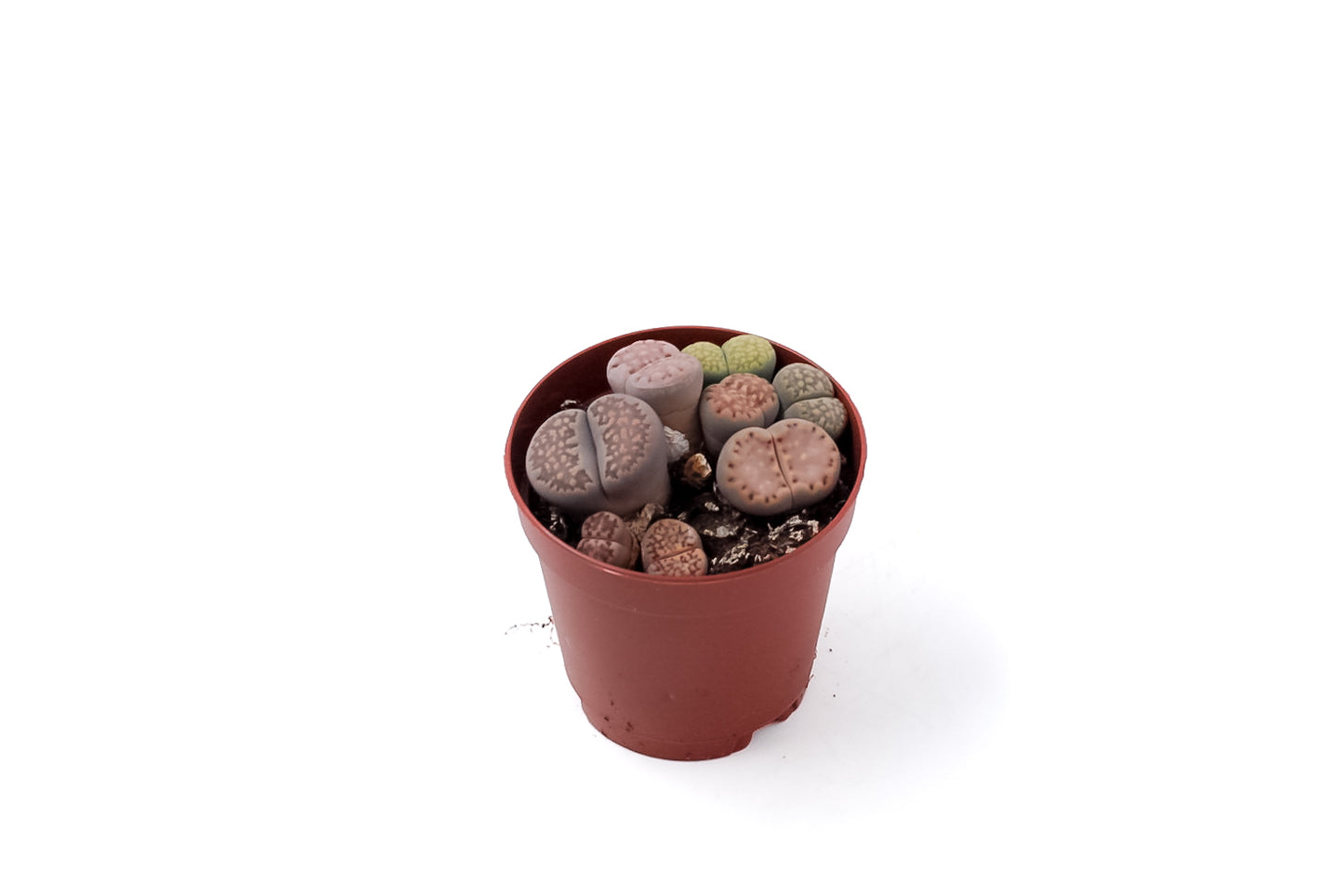 Lithops salicola