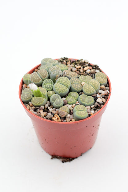 Lithops salicola Malachite