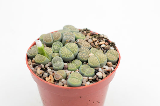Lithops salicola Malachite