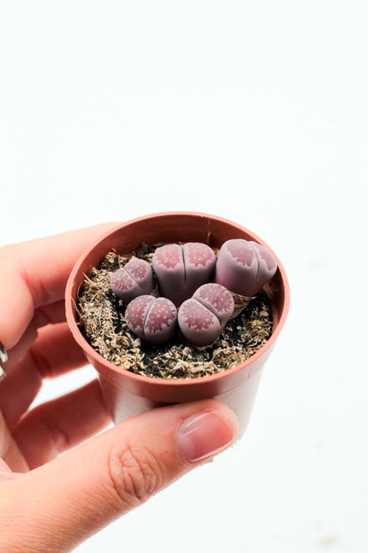 Lithops salicola 'Sato's Violet'