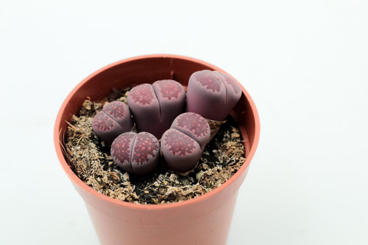 Lithops salicola 'Sato's Violet'