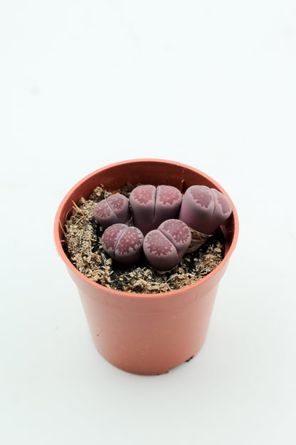Lithops salicola 'Sato's Violet'