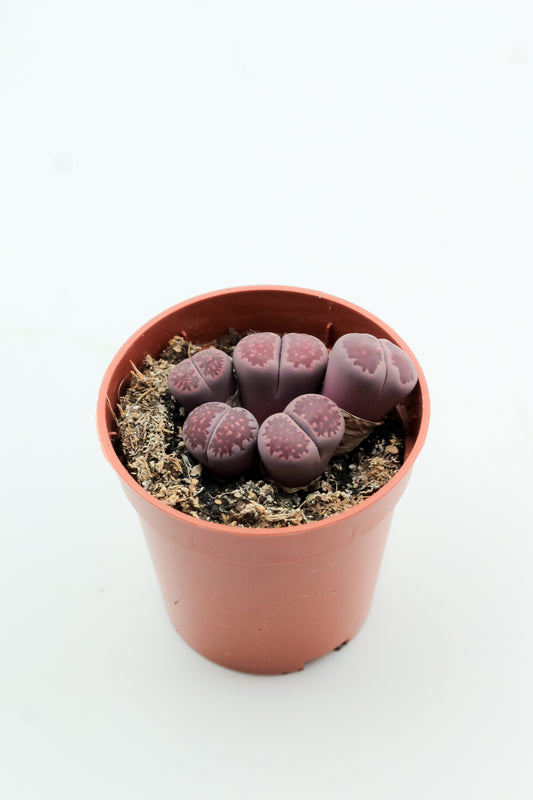 Lithops salicola 'Sato's Violet'