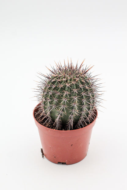 Lobivia aurea var. fallax