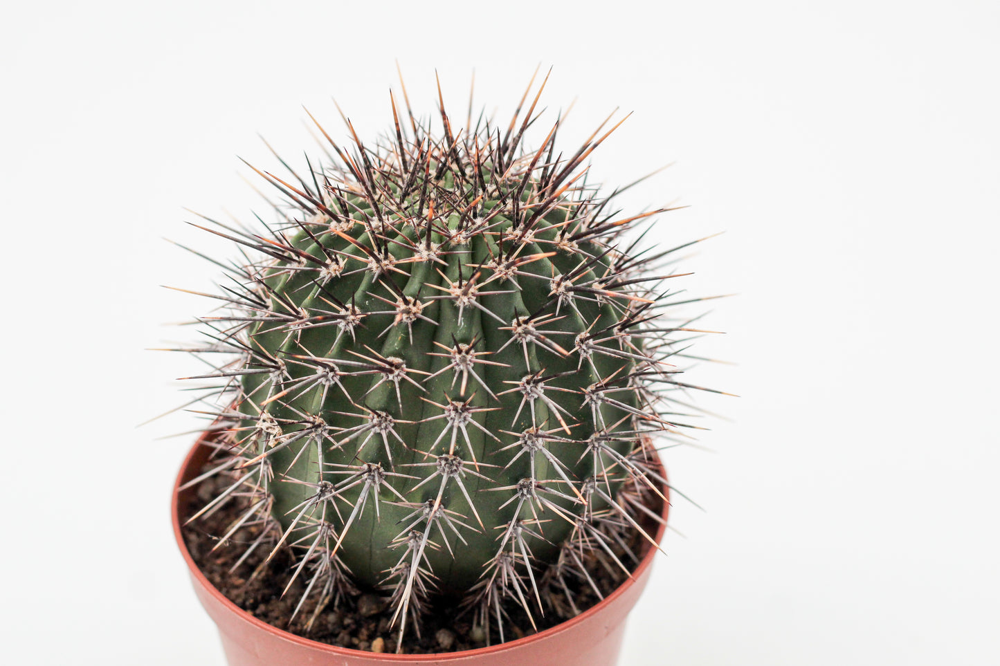 Lobivia aurea var. fallax