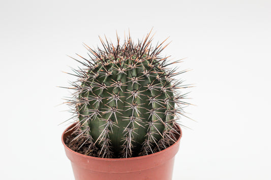 Lobivia aurea var. fallax