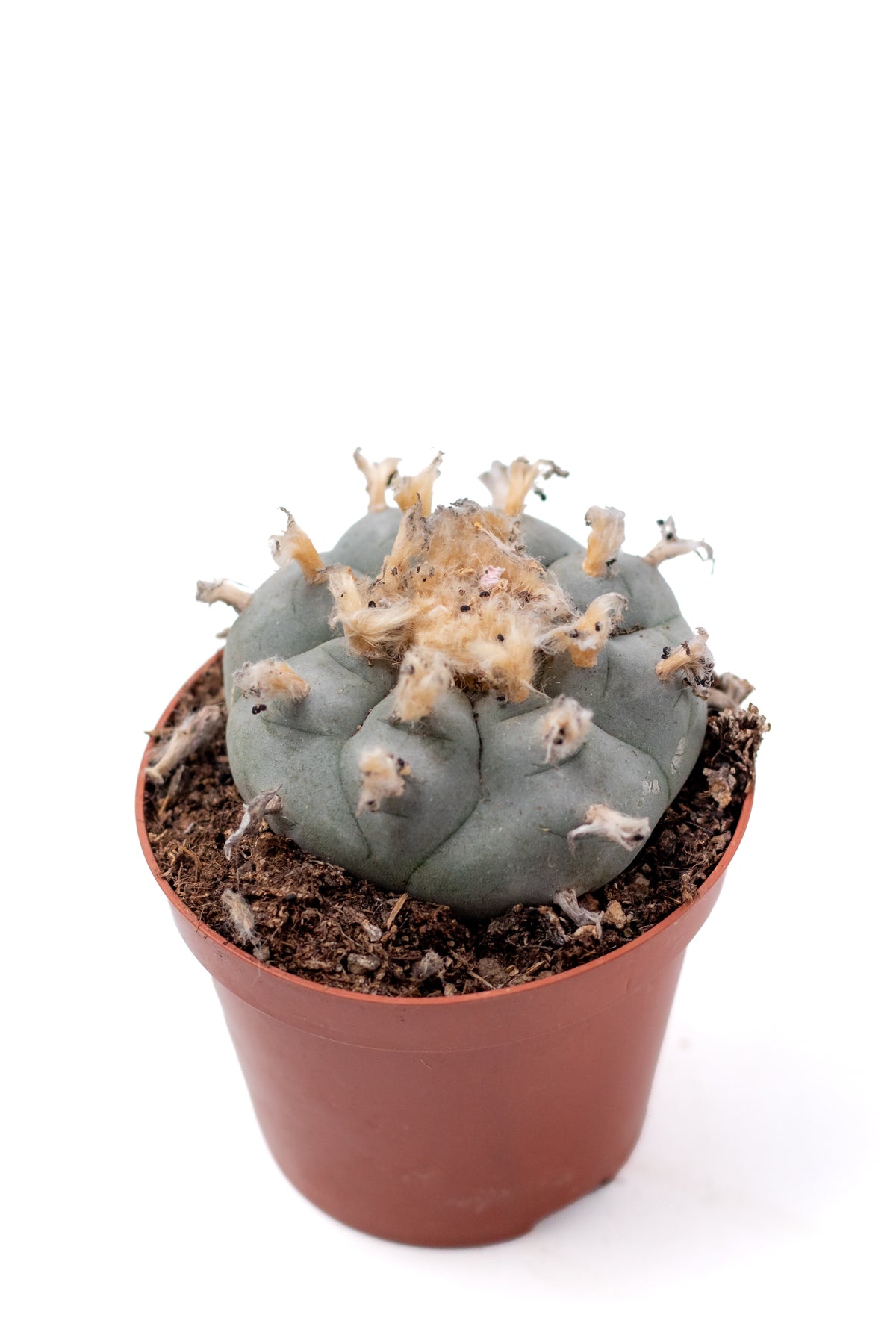 𝗟𝗼𝗽ʜ𝗼𝗽ʜ𝗼𝗿𝗮 𝘄𝗶𝗹𝗹𝗶𝗮𝗺𝘀𝗶𝗶 cactus blauw ᴘᴇʏᴏᴛᴇ cactus