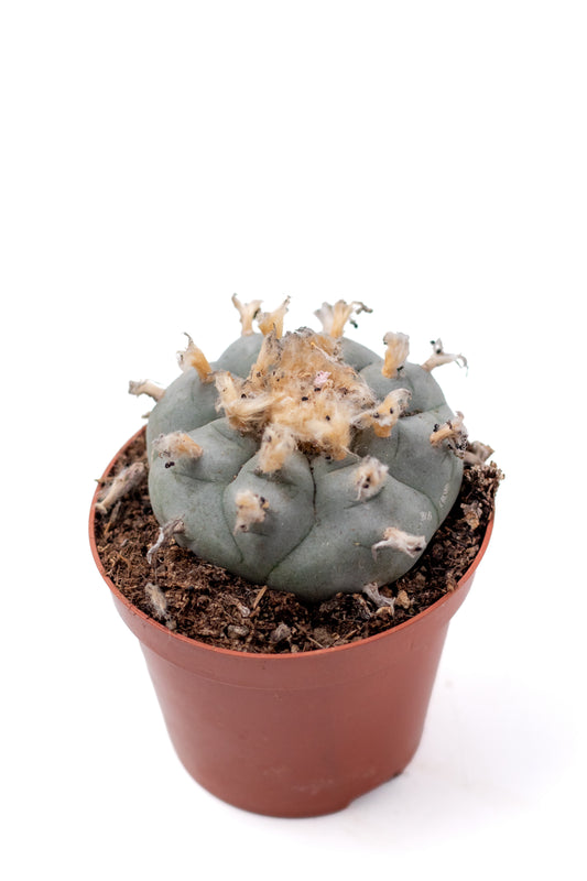 𝗟𝗼𝗽ʜ𝗼𝗽ʜ𝗼𝗿𝗮 𝘄𝗶𝗹𝗹𝗶𝗮𝗺𝘀𝗶𝗶 cactus blauw ᴘᴇʏᴏᴛᴇ cactus