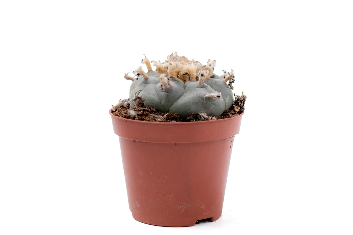 𝗟𝗼𝗽ʜ𝗼𝗽ʜ𝗼𝗿𝗮 𝘄𝗶𝗹𝗹𝗶𝗮𝗺𝘀𝗶𝗶 cactus blauw ᴘᴇʏᴏᴛᴇ cactus