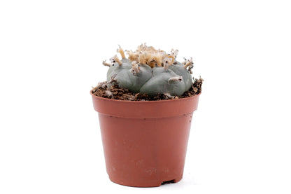 𝗟𝗼𝗽ʜ𝗼𝗽ʜ𝗼𝗿𝗮 𝘄𝗶𝗹𝗹𝗶𝗮𝗺𝘀𝗶𝗶 cactus blauw ᴘᴇʏᴏᴛᴇ cactus