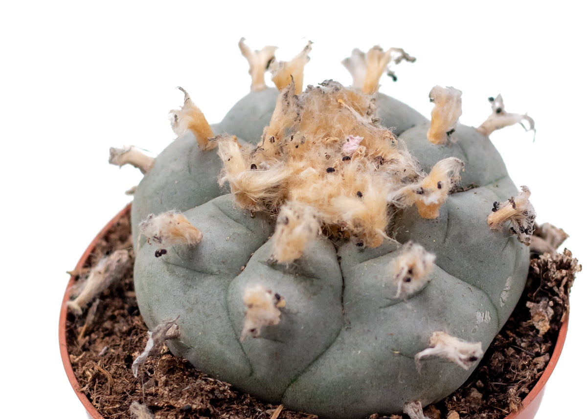 𝗟𝗼𝗽ʜ𝗼𝗽ʜ𝗼𝗿𝗮 𝘄𝗶𝗹𝗹𝗶𝗮𝗺𝘀𝗶𝗶 cactus blauw ᴘᴇʏᴏᴛᴇ cactus