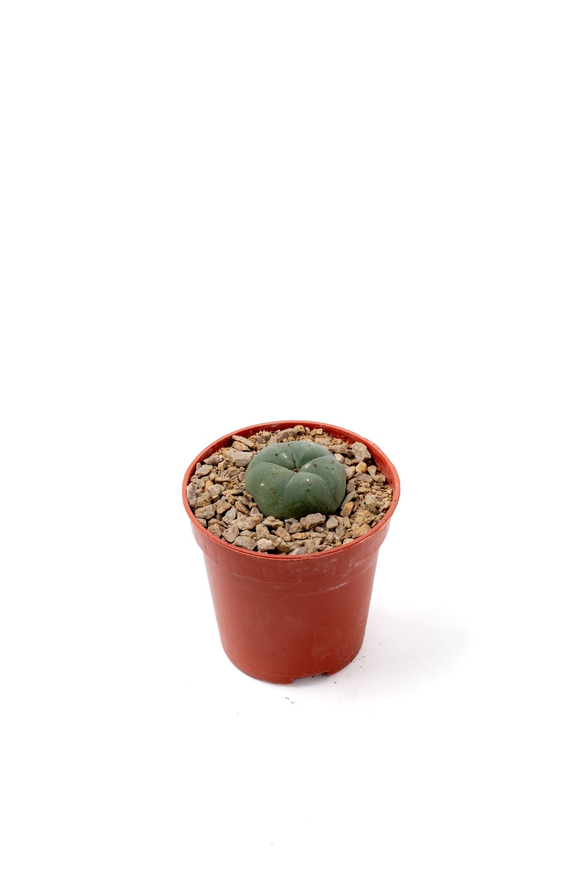 Lophocactus Will. (various options)