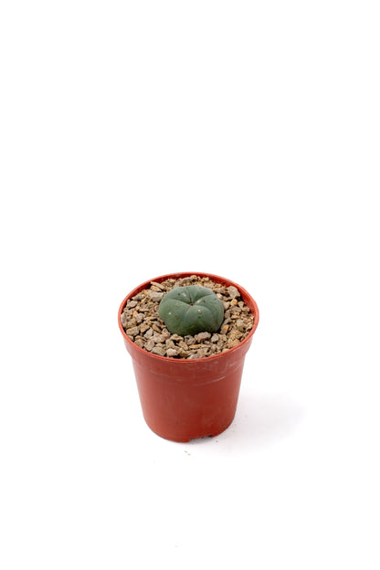Lophocactus Will. (various options)