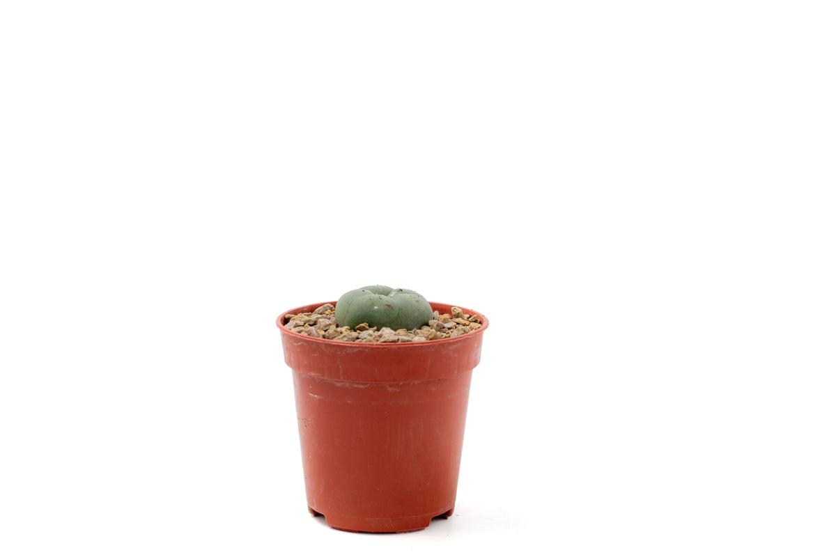 Lophocactus Will. (various options)